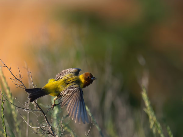 Ruskopääsirkku, Red-headed Bunting, Emberiza bruniceps