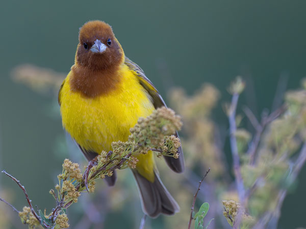 Ruskopääsirkku, Red-headed Bunting, Emberiza bruniceps