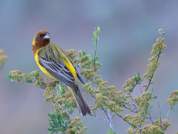 Ruskopääsirkku, Red-headed Bunting, Emberiza bruniceps