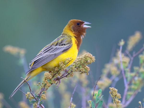 Ruskopääsirkku, Red-headed Bunting, Emberiza bruniceps