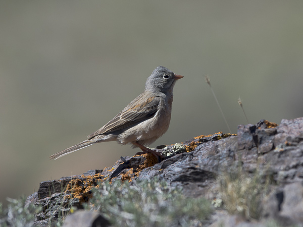 Kivikkosirkku, Grey-necked Bunting, Emberiza buchanani