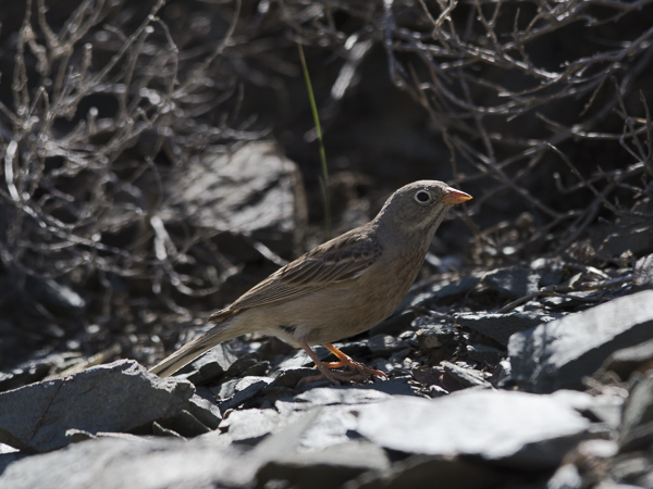 Kivikkosirkku, Grey-necked Bunting, Emberiza buchanani