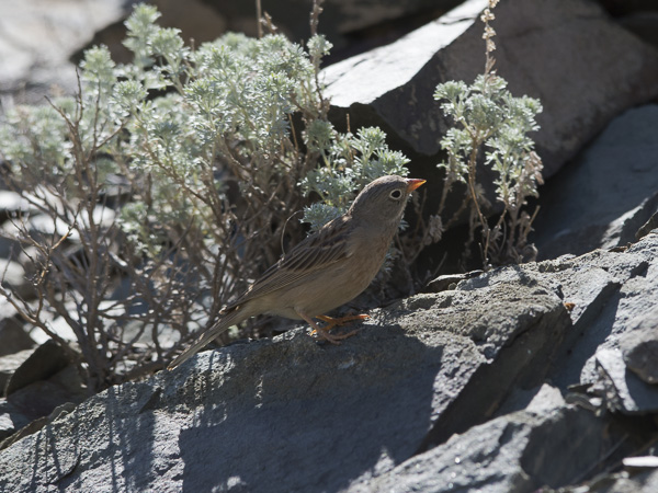 Kivikkosirkku, Grey-necked Bunting, Emberiza buchanani