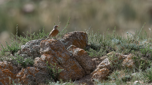 Kivikkosirkku, Grey-necked Bunting, Emberiza buchanani