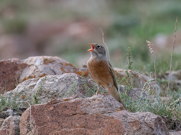 Kivikkosirkku, Grey-necked Bunting, Emberiza buchanani