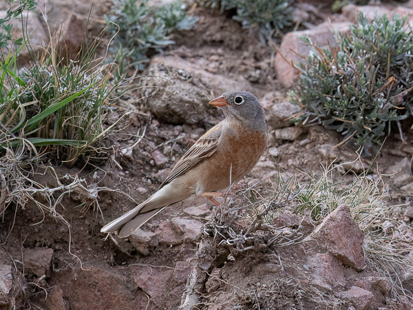 Kivikkosirkku, Grey-necked Bunting, Emberiza buchanani