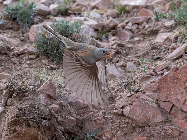 Kivikkosirkku, Grey-necked Bunting, Emberiza buchanani