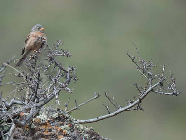 Kivikkosirkku, Grey-necked Bunting, Emberiza buchanani