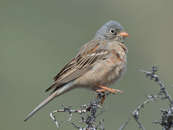 Kivikkosirkku, Grey-necked Bunting, Emberiza buchanani