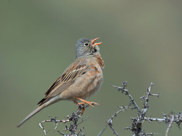 Kivikkosirkku, Grey-necked Bunting, Emberiza buchanani