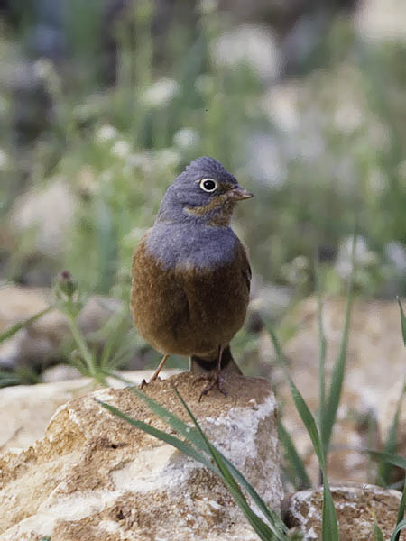 Ruostekurkkusirkku, Cretzschmar's Bunting, Emberiza caesia