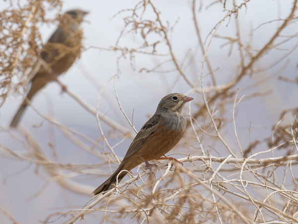 Ruostekurkkusirkku, Cretzschmar's Bunting, Emberiza caesia