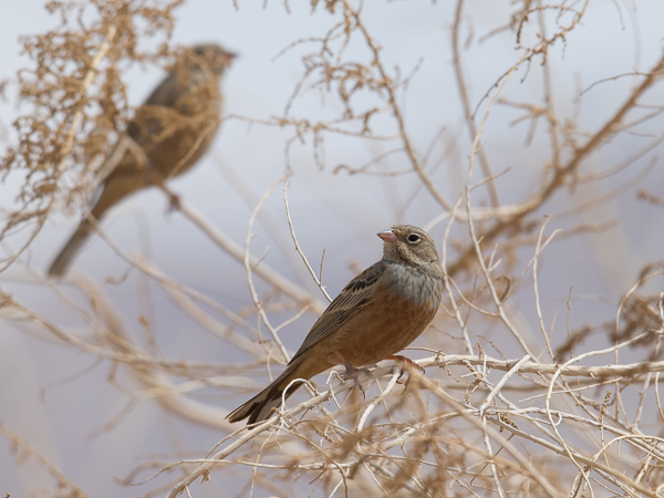 Ruostekurkkusirkku, Cretzschmar's Bunting, Emberiza caesia