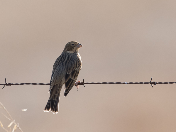 Harmaasirkku, Corn Bunting, Emberiza calandra