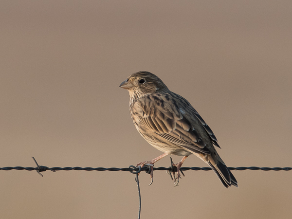 Harmaasirkku, Corn Bunting, Emberiza calandra