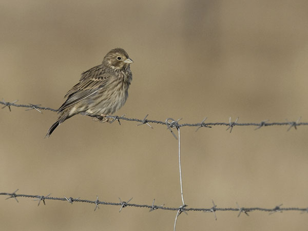 Harmaasirkku, Corn Bunting, Emberiza calandra