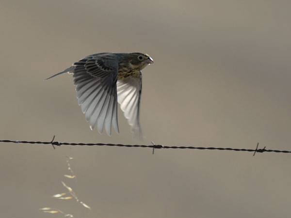 Harmaasirkku, Corn Bunting, Emberiza calandra