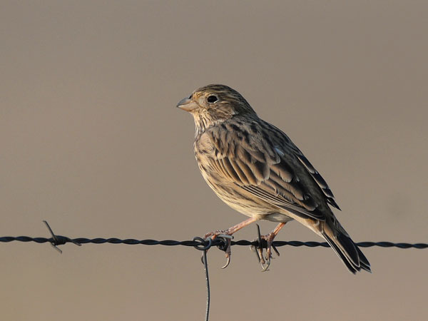 Harmaasirkku, Corn Bunting, Emberiza calandra
