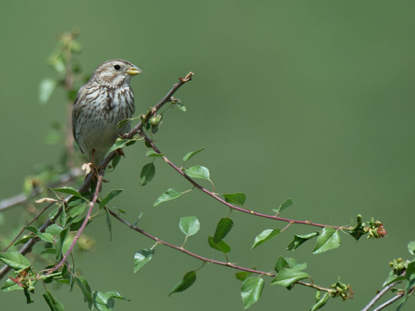 Harmaasirkku, Corn Bunting, Emberiza calandra