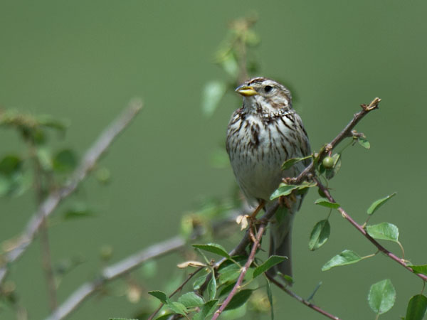 Harmaasirkku, Corn Bunting, Emberiza calandra