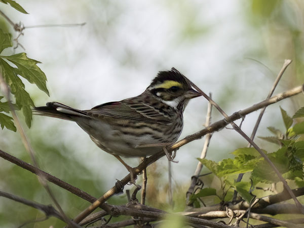 Kultakulmasirkku, Yellow-browed Bunting, Emberiza chrysophrys