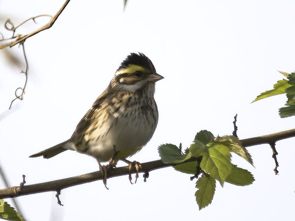 Kultakulmasirkku, Yellow-browed Bunting, Emberiza chrysophrys