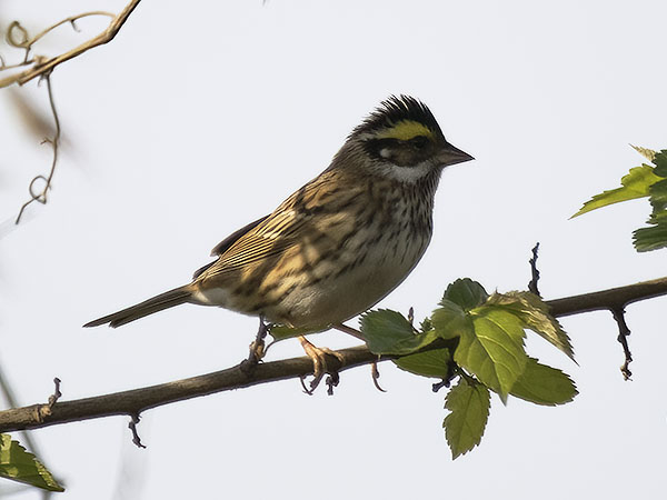 Kultakulmasirkku, Yellow-browed Bunting, Emberiza chrysophrys