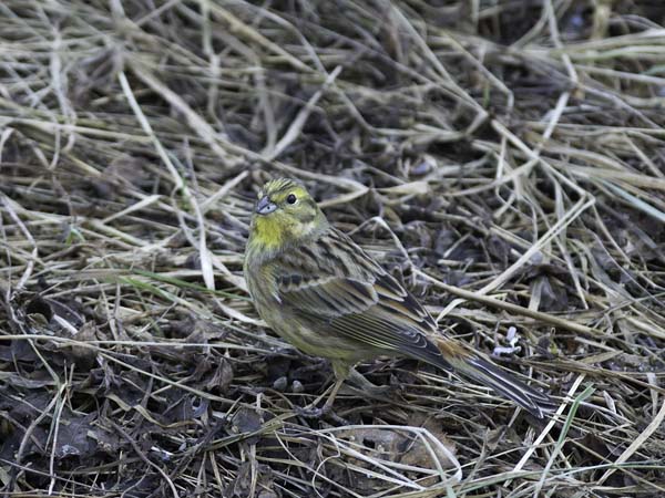 Keltasirkku, Yellowhammer, Emberiza citrinella