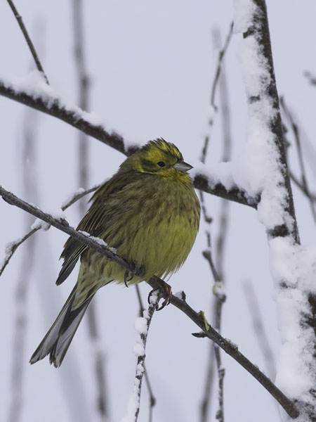 Keltasirkku, Yellowhammer, Emberiza citrinella