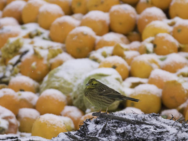 Keltasirkku, Yellowhammer, Emberiza citrinella