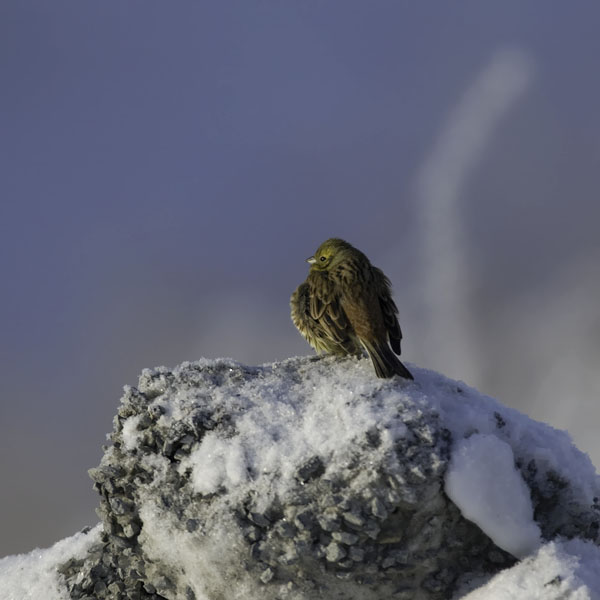 Keltasirkku, Yellowhammer, Emberiza citrinella