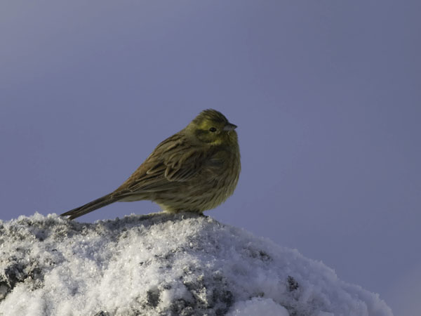 Keltasirkku, Yellowhammer, Emberiza citrinella