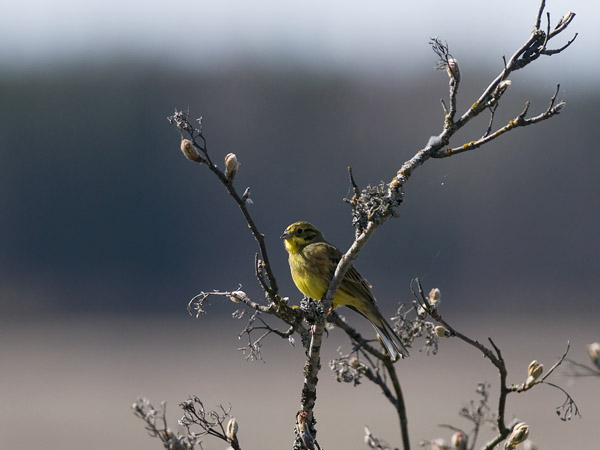 Keltasirkku, Yellowhammer, Emberiza citrinella