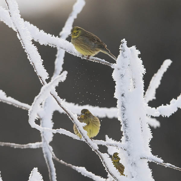Keltasirkku, Yellowhammer, Emberiza citrinella