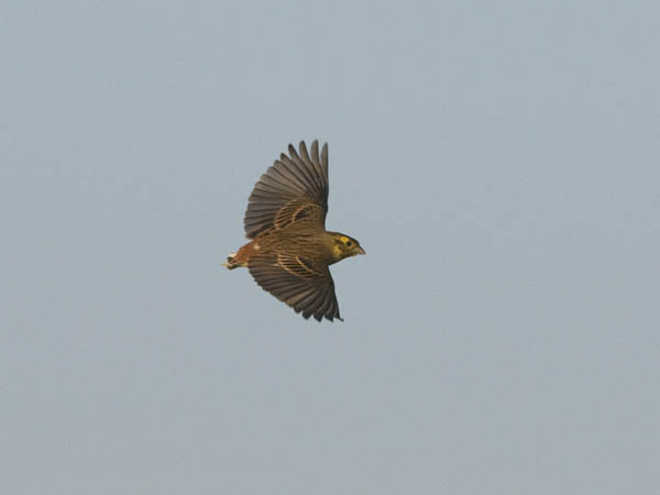 Keltasirkku, Yellowhammer, Emberiza citrinella