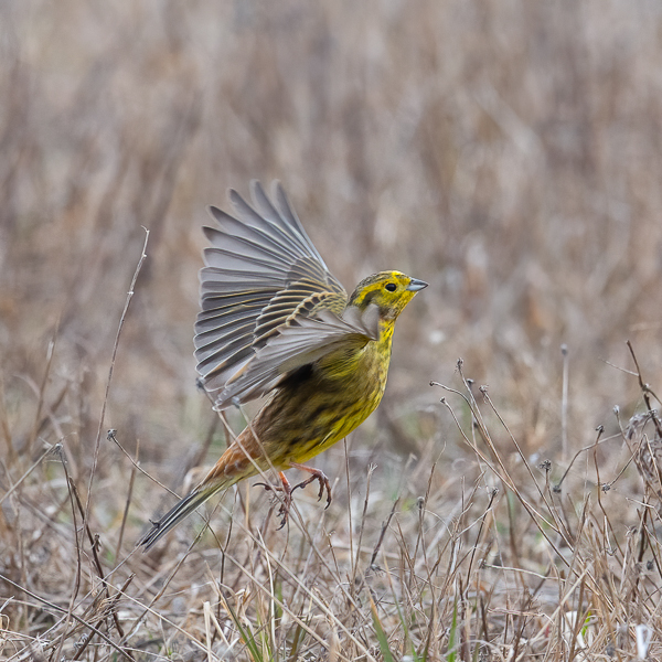 Keltasirkku, Yellowhammer, Emberiza citrinella