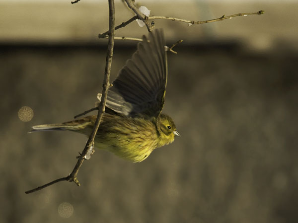Keltasirkku, Yellowhammer, Emberiza citrinella