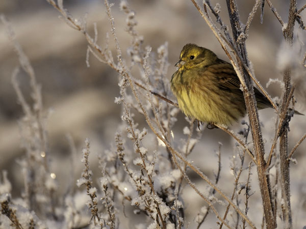 Keltasirkku, Yellowhammer, Emberiza citrinella