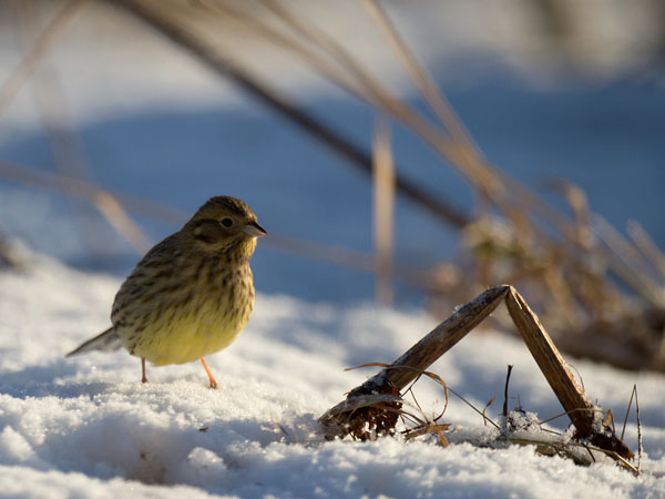 Keltasirkku, Yellowhammer, Emberiza citrinella
