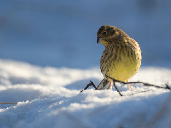Keltasirkku, Yellowhammer, Emberiza citrinella
