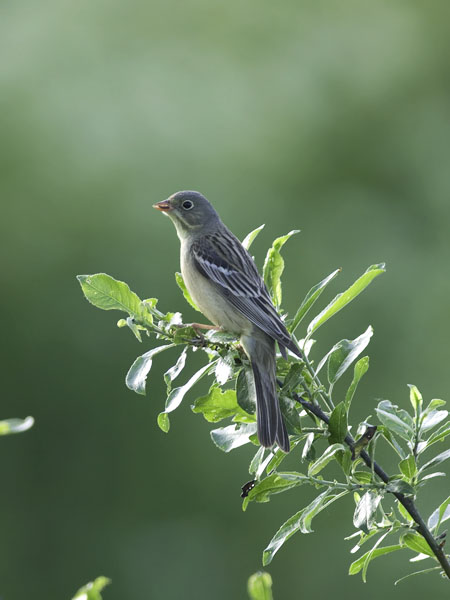 Peltosirkku, Ortolan Bunting, Emberiza hortulana