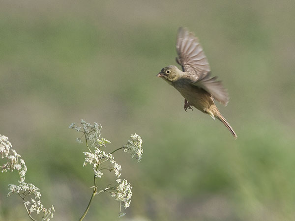 Peltosirkku, Ortolan Bunting, Emberiza hortulana