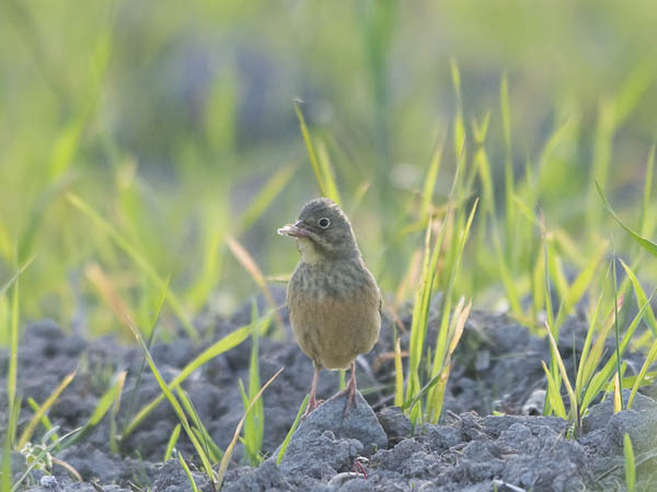 Peltosirkku, Ortolan Bunting, Emberiza hortulana