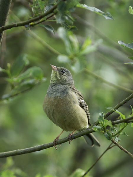 Peltosirkku, Ortolan Bunting, Emberiza hortulana