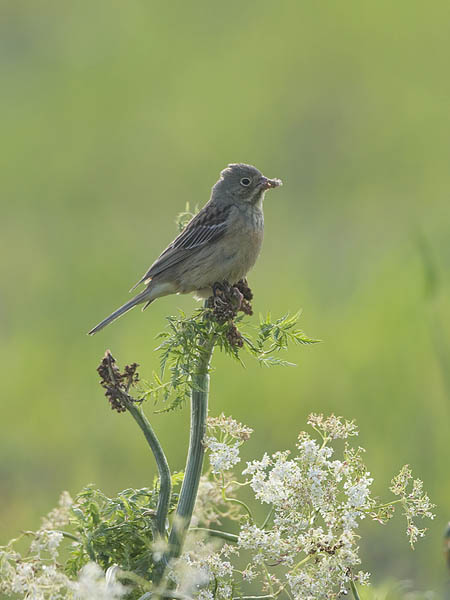 Peltosirkku, Ortolan Bunting, Emberiza hortulana