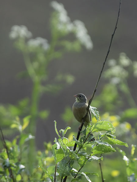 Peltosirkku, Ortolan Bunting, Emberiza hortulana