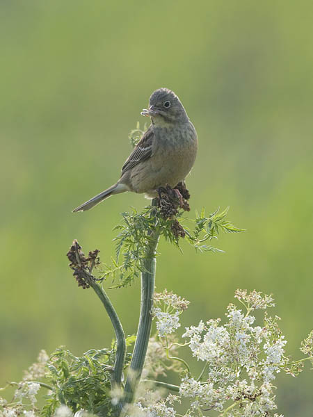 Peltosirkku, Ortolan Bunting, Emberiza hortulana