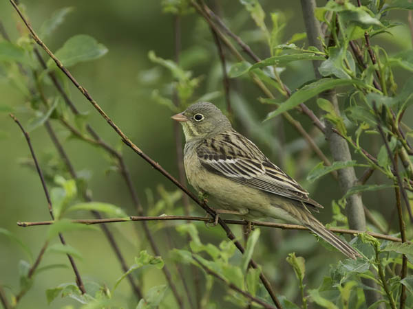 Peltosirkku, Ortolan Bunting, Emberiza hortulana