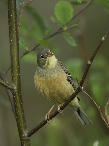Peltosirkku, Ortolan Bunting, Emberiza hortulana