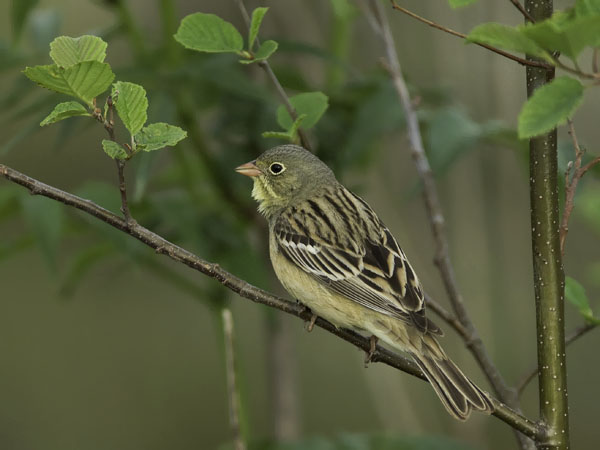 Peltosirkku, Ortolan Bunting, Emberiza hortulana